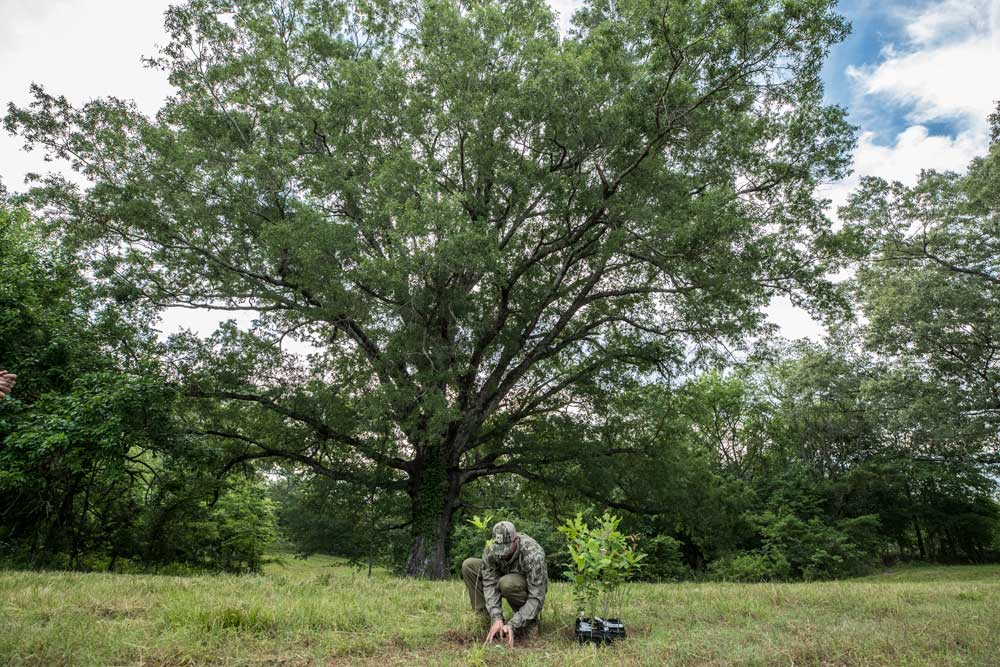 planting oak next to large oak tree