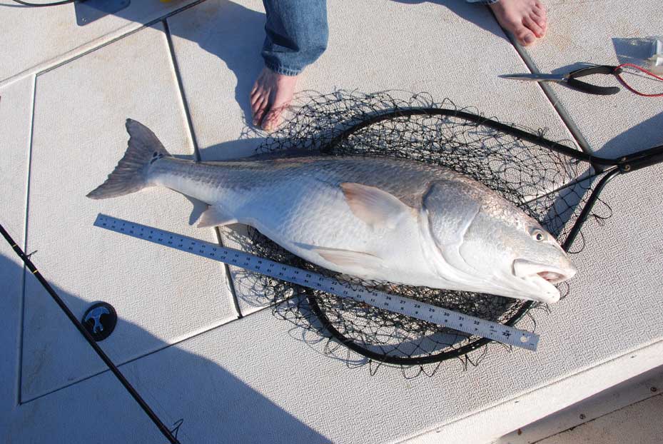 Targeting Over-Slot Redfish