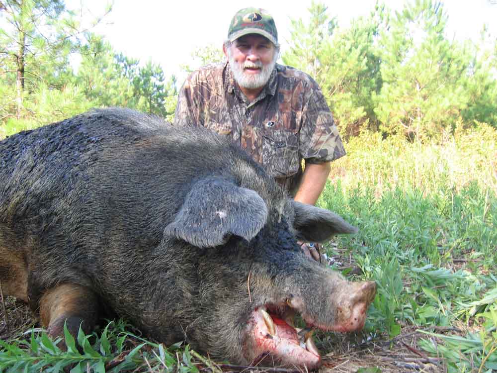 big wild hog