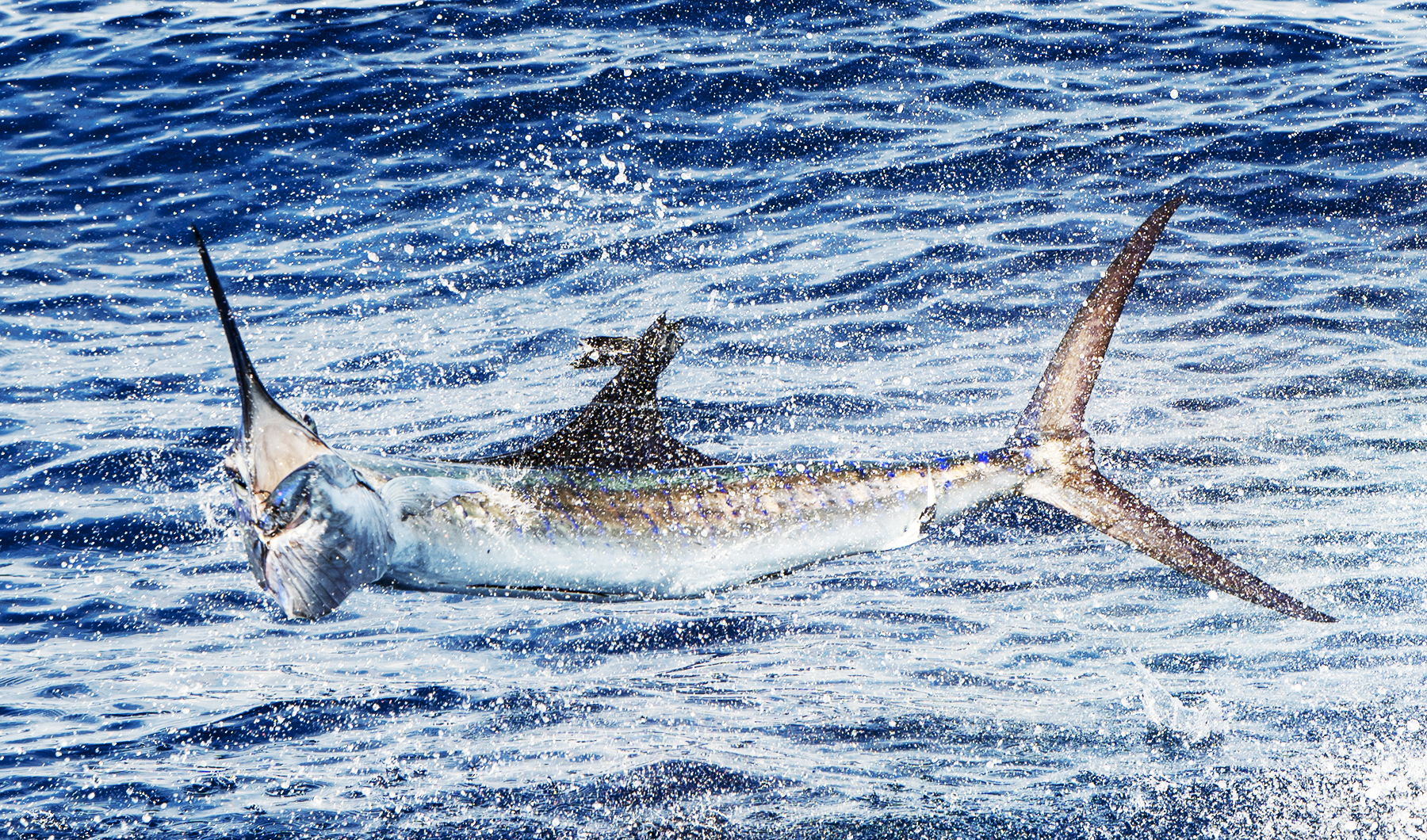a billfish caught with a circle hook. it is airborne