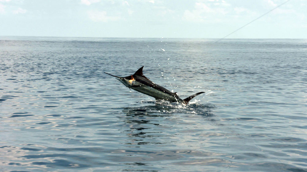 billfish