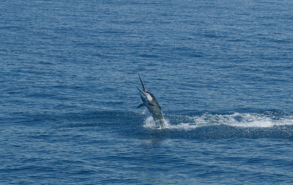 billfish