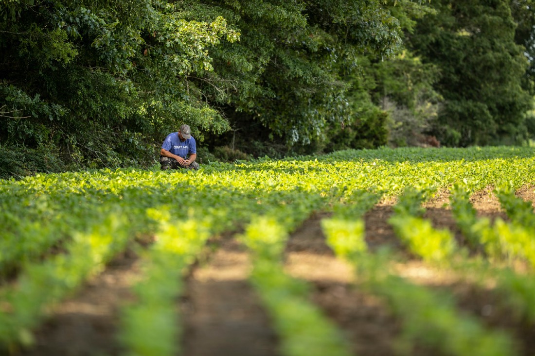 man in a large food plot, green and short plants emerging