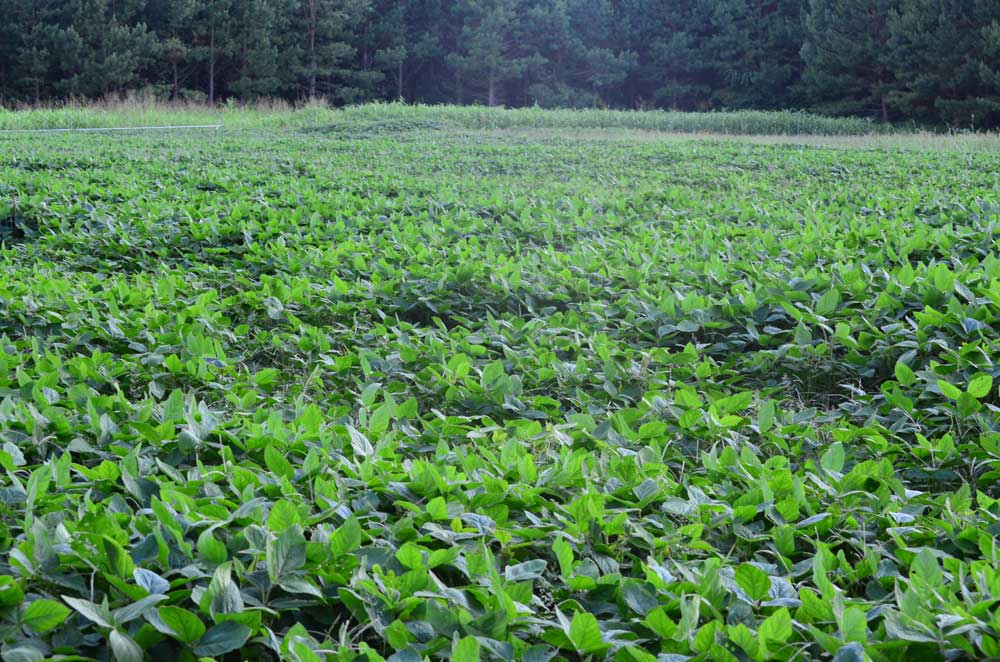 BioLogic Game Changer beans