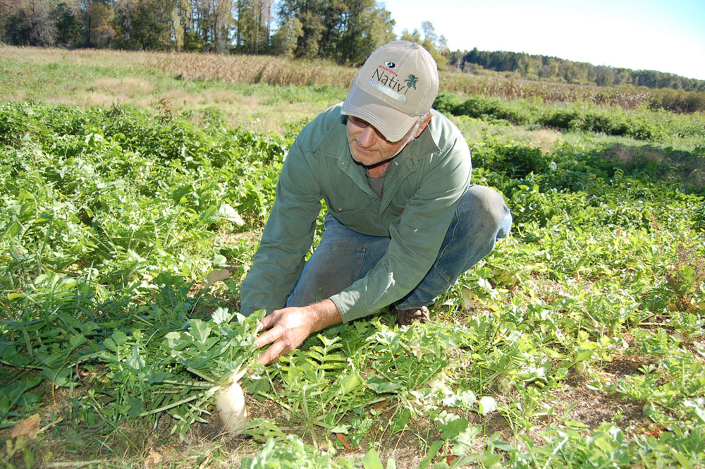 biologic brassica