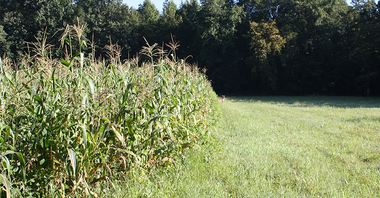 BioLogic Sweet Corn