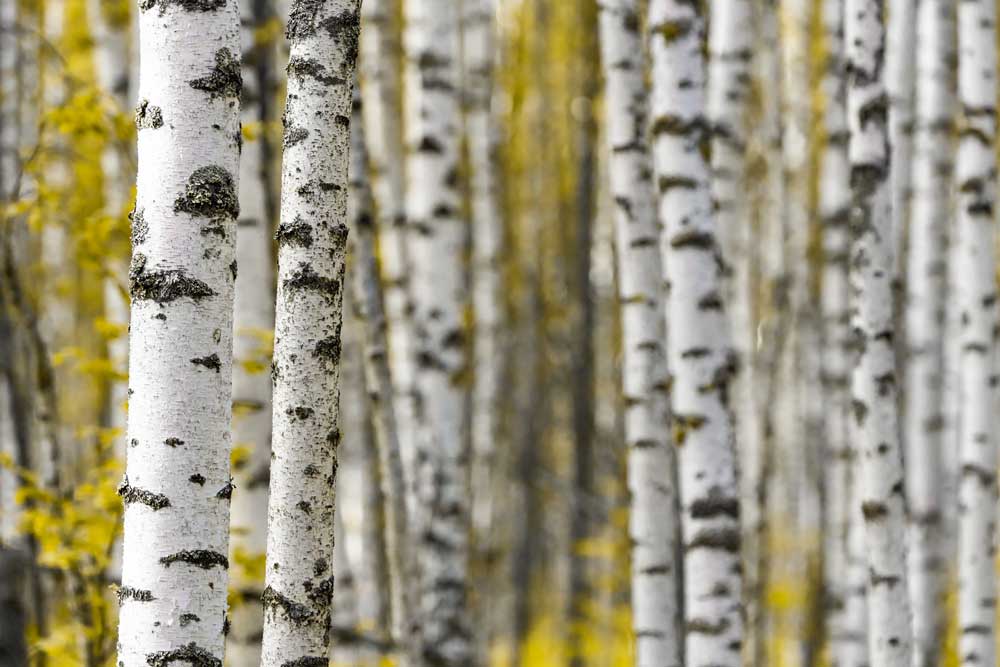 birch tree bark