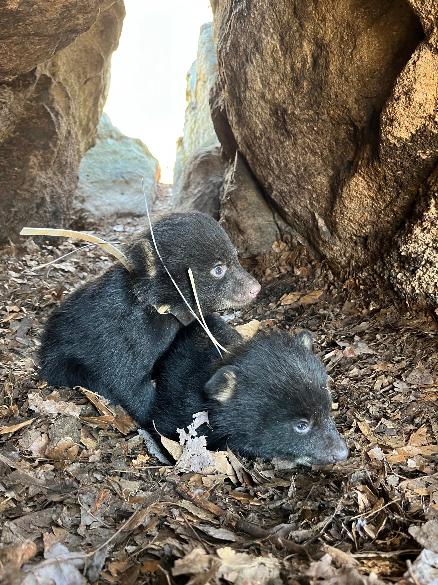 black bear cubs