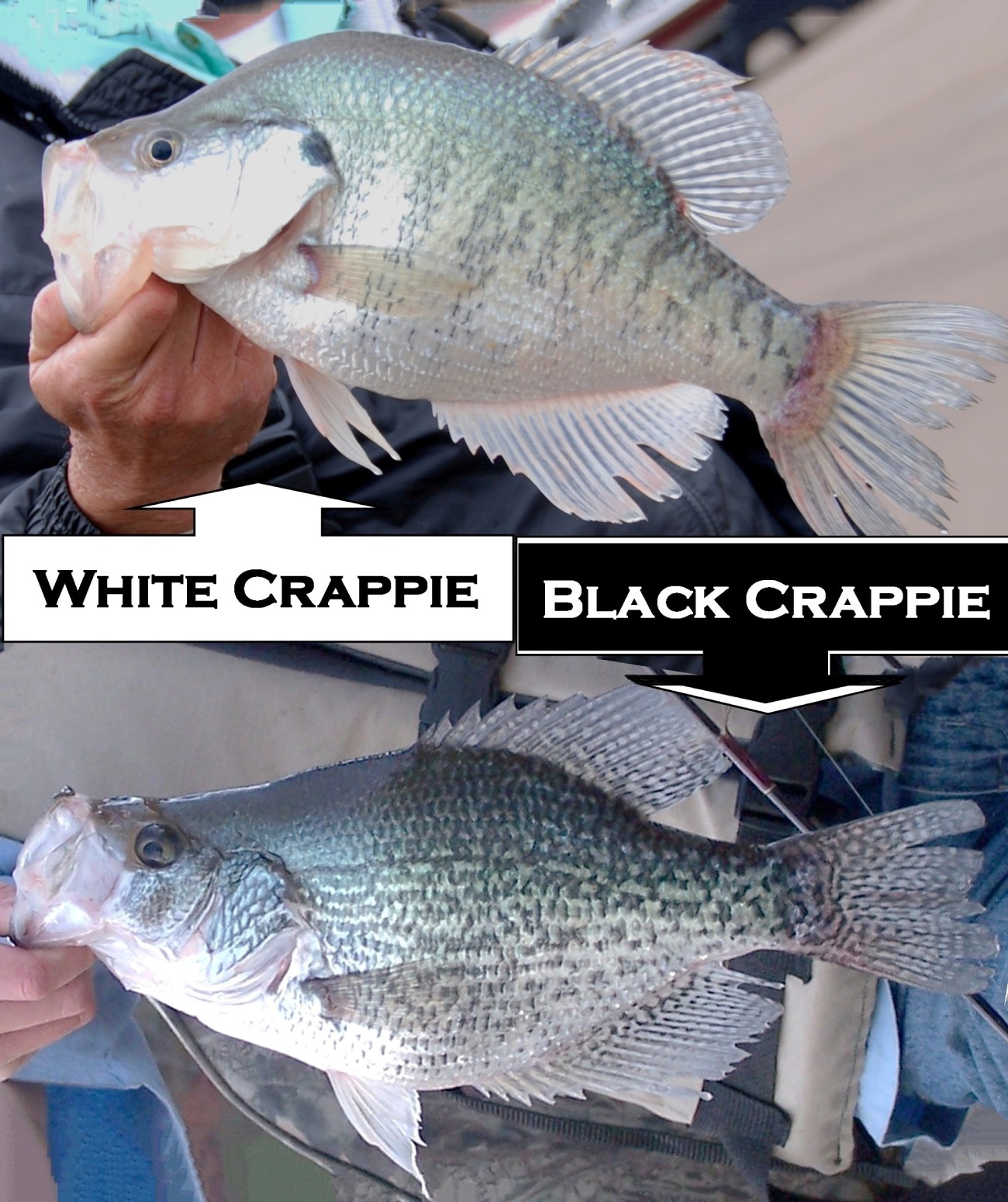 crappie types