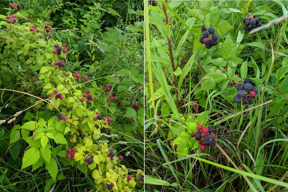 wild raspberry plant