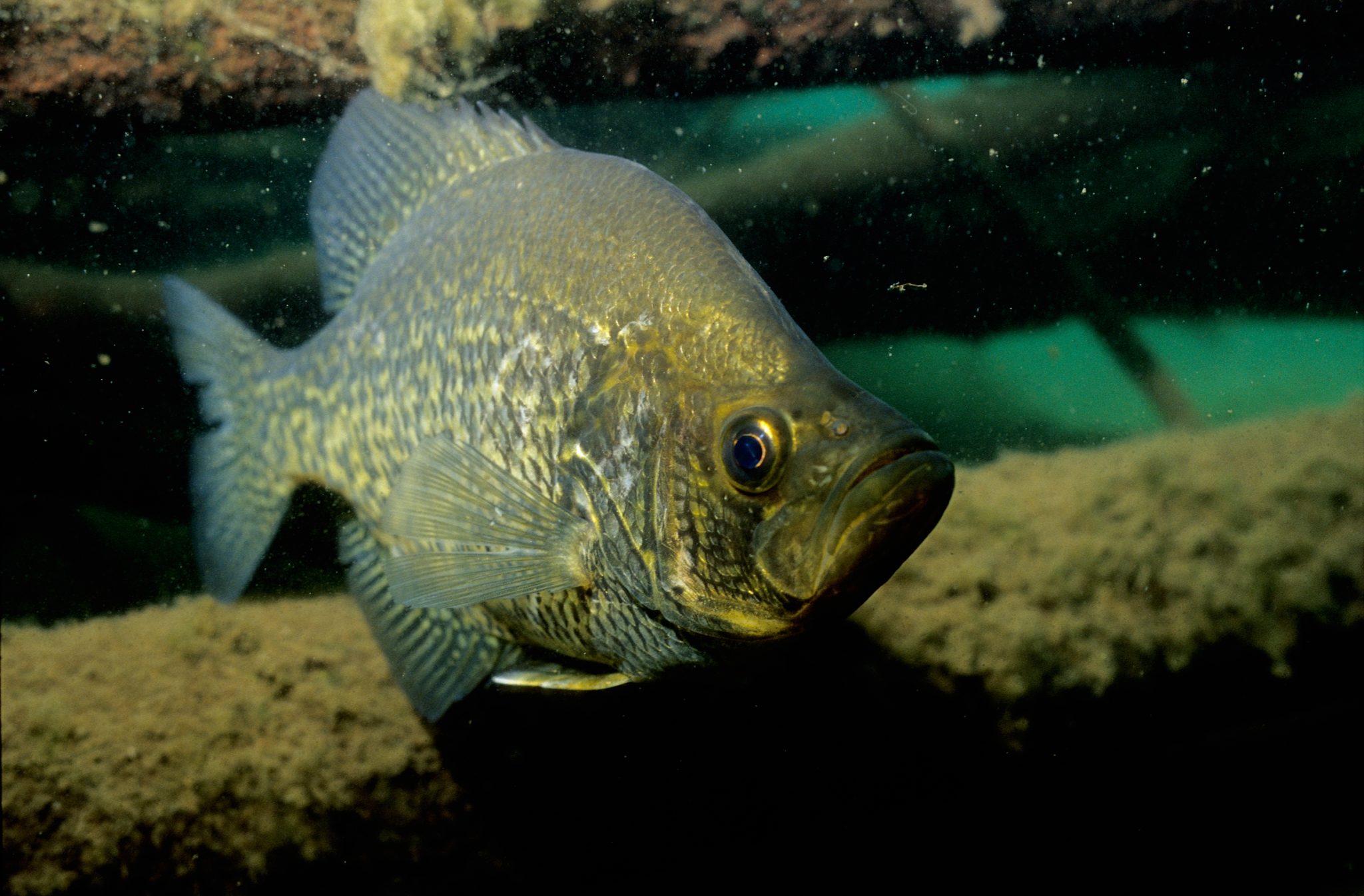 black crappie