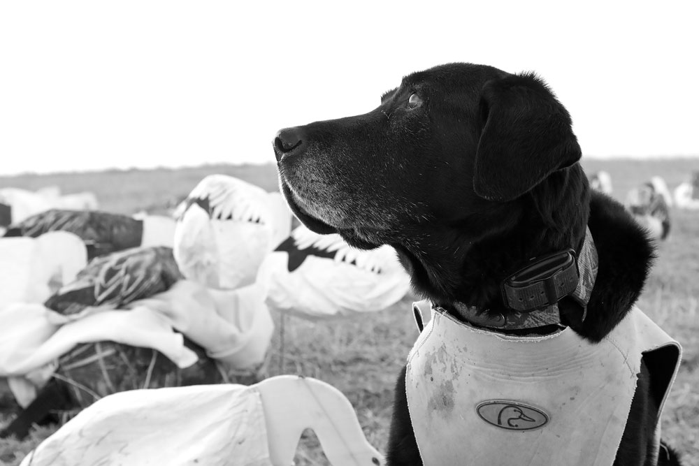 black lab goose hunting