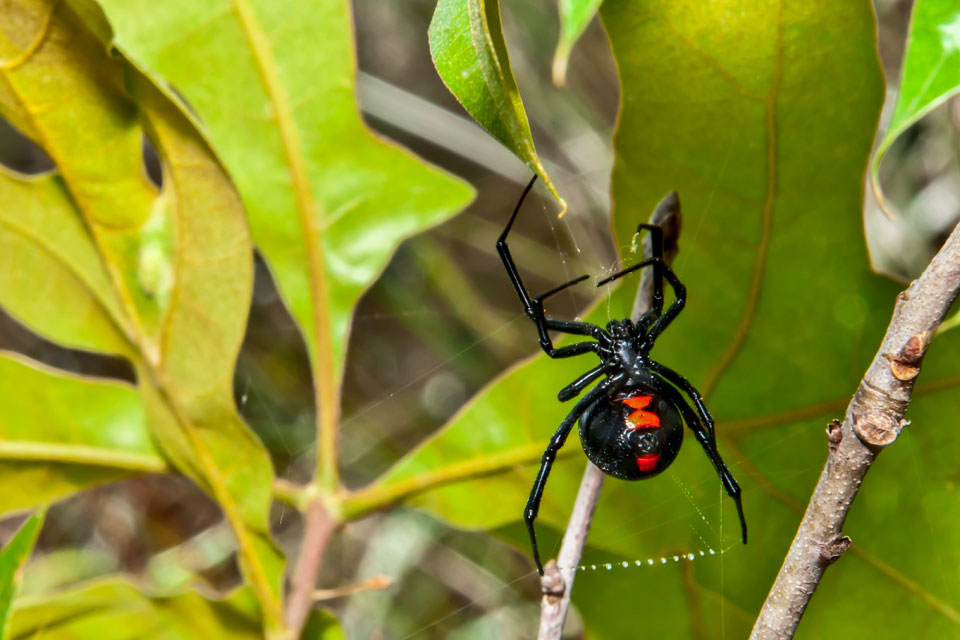 black widow spider