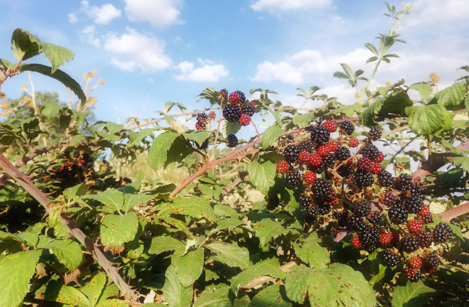 blackberries