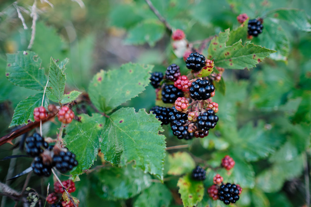 blackberries