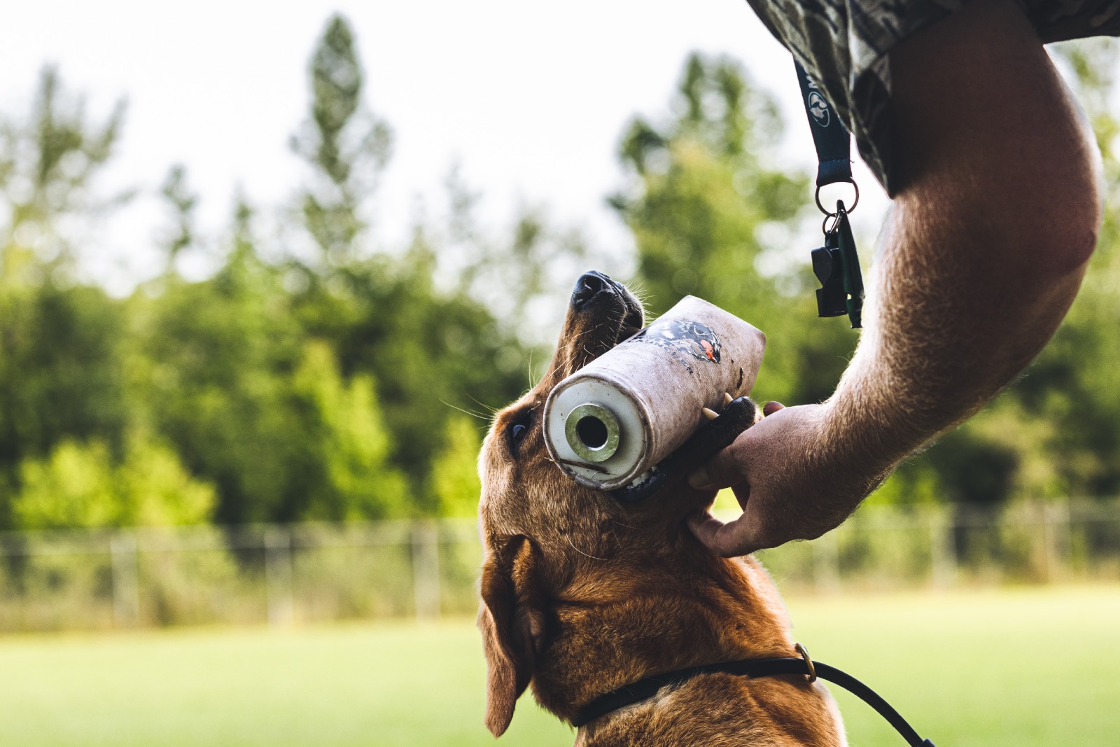 retrieving dog