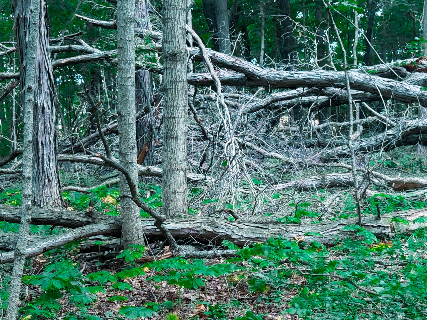 blowdowns
