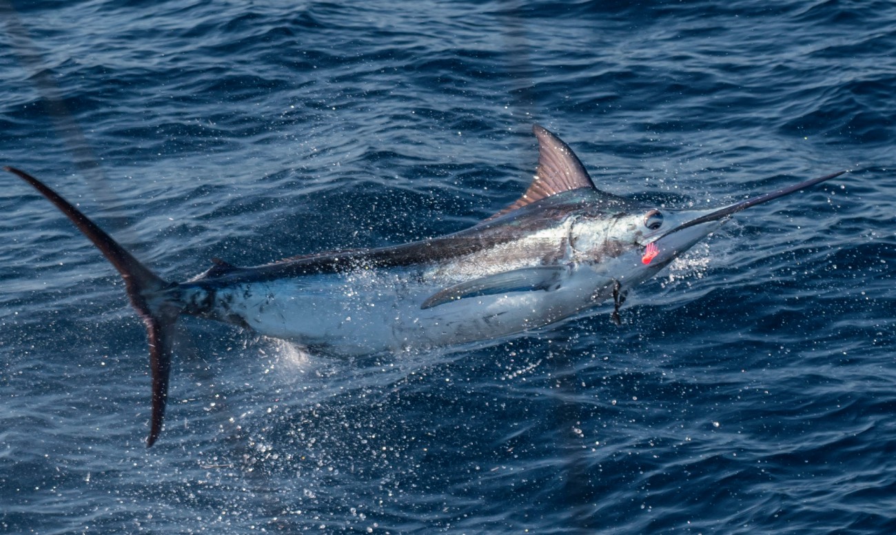blue marlin caught