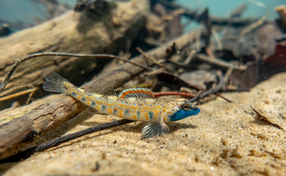 a small fish with a blue face rests at the bottom of a stream