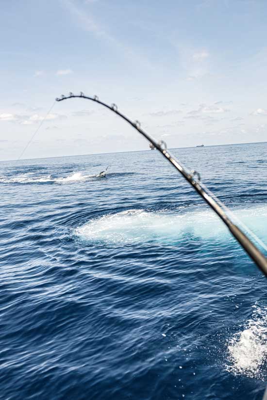 a rod is bent while a blue marlin jumps out of the water