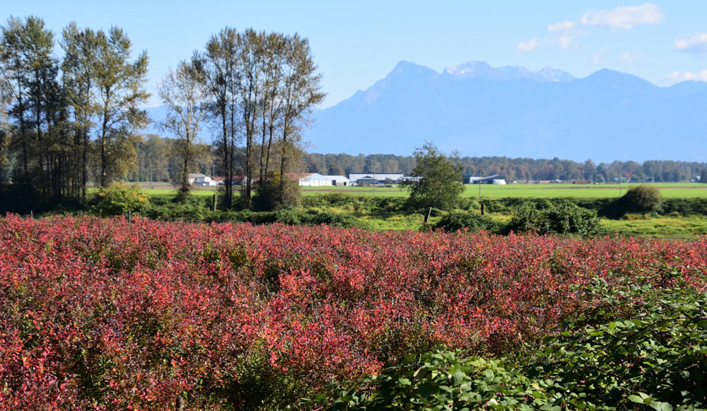 blueberry farm