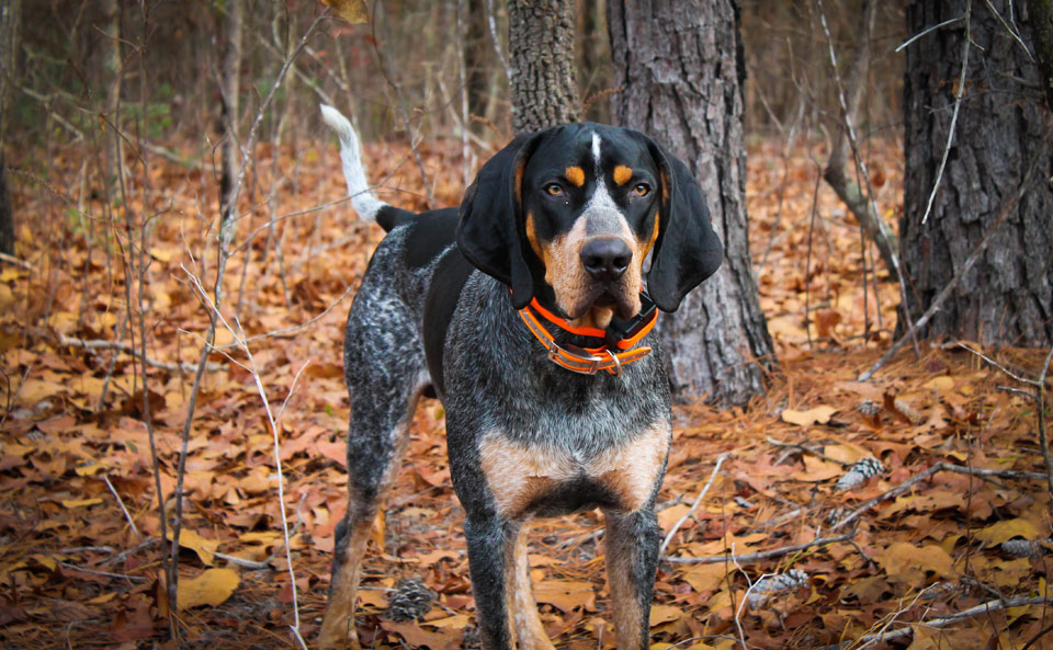 Bluetick hound