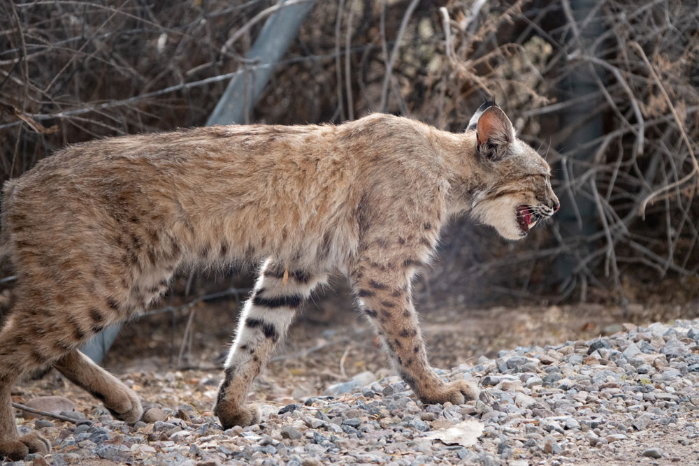 bobcat panting