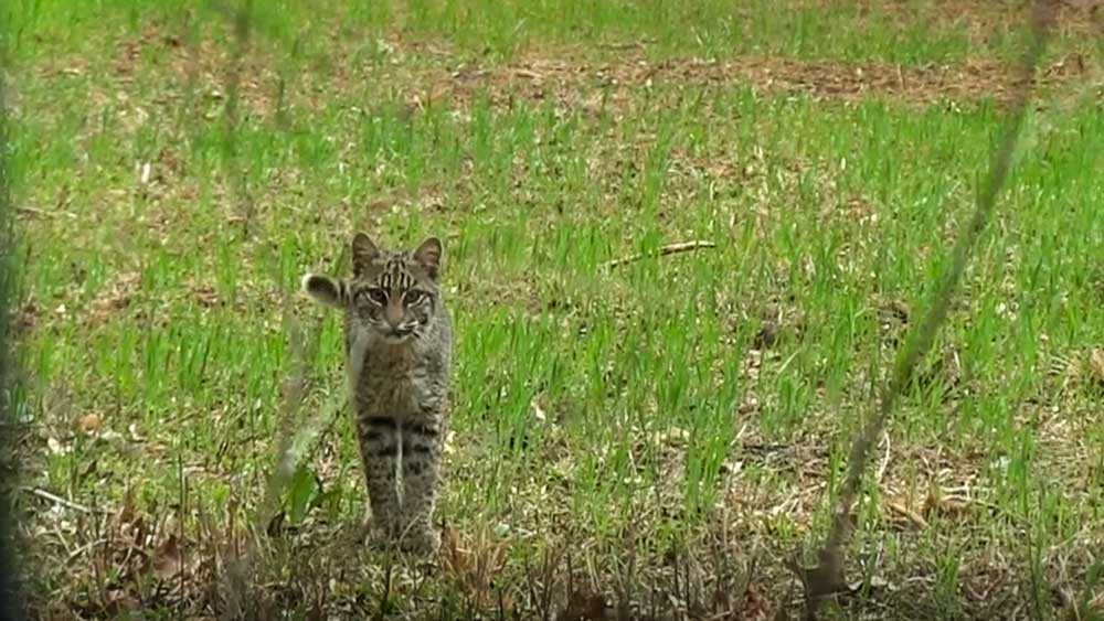 bobcat sneaking