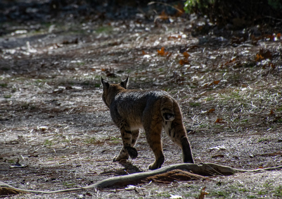 bobcat tail