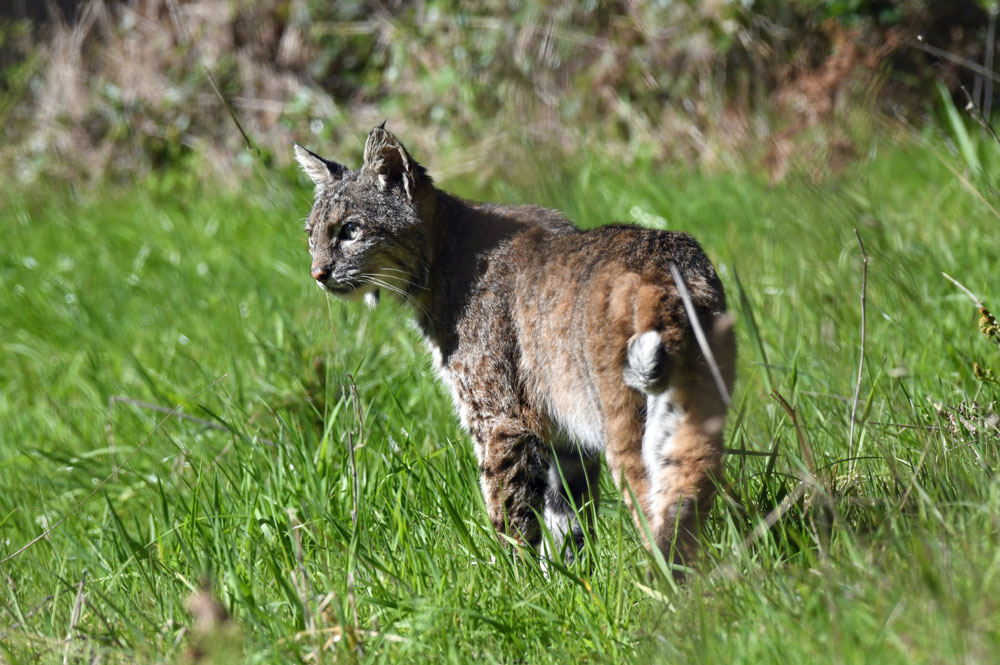 bobcat