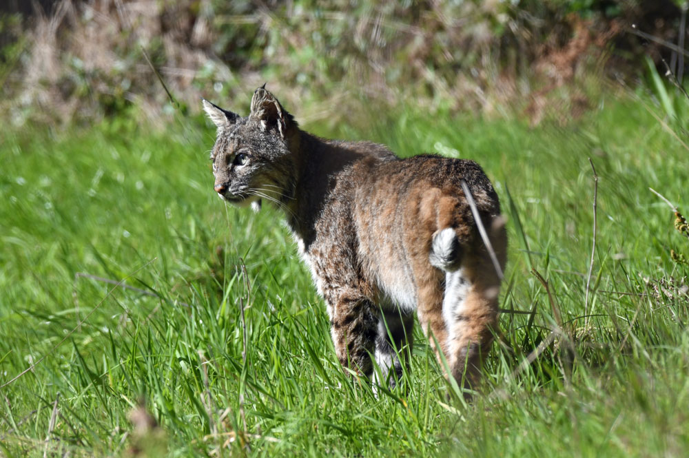 bobcat