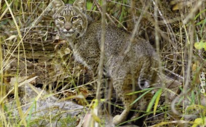 bobcat