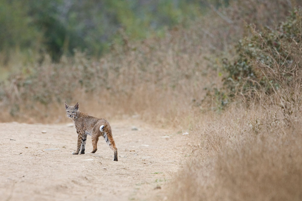 bobcat