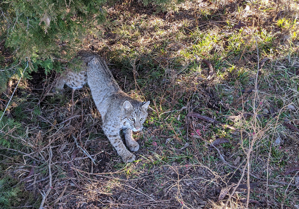 bobcat