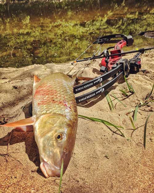 Why You Should Try Bowfishing This Summer