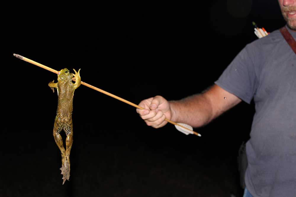 bowhunting bull frogs