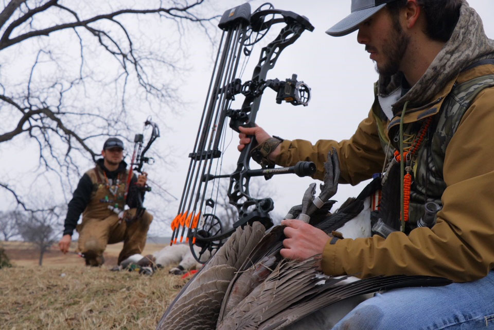 banded goose