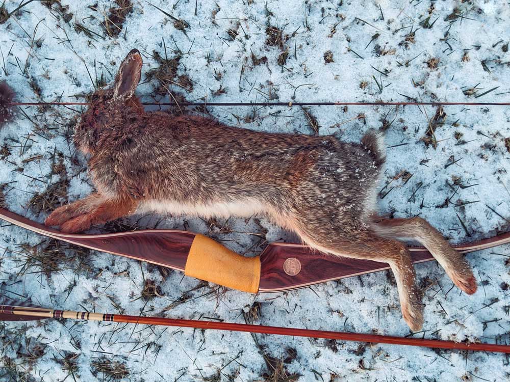 bowhunting rabbit