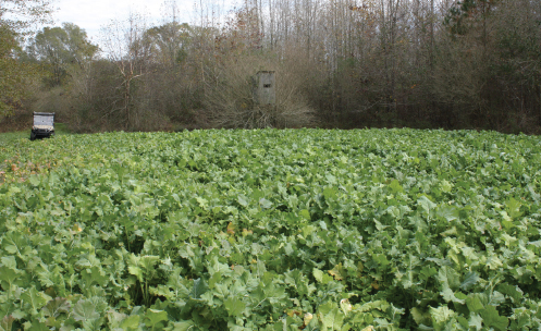 deer stand in food plot