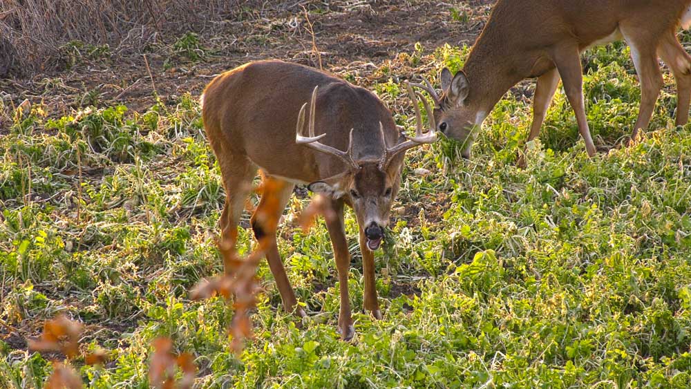 brassicas for whitetail deer