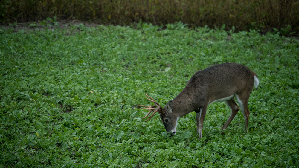 deer in brassica plot