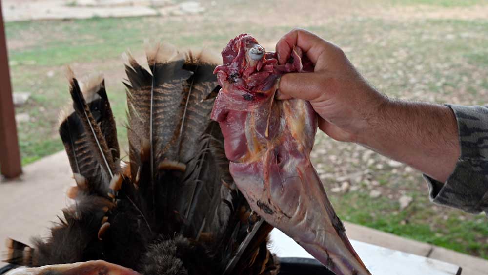 breaking down a wild turkey leg