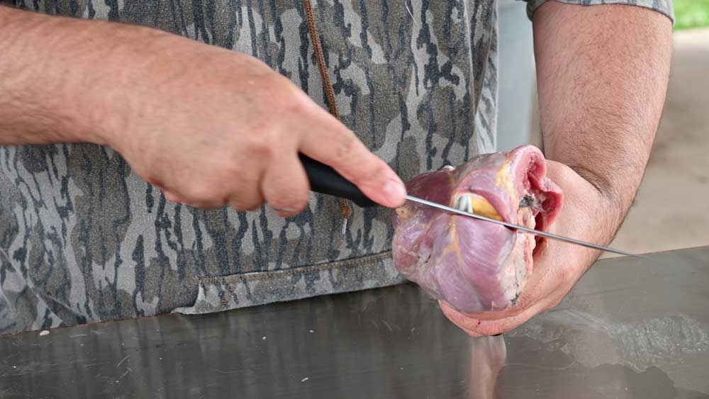 breaking down a wild turkey leg