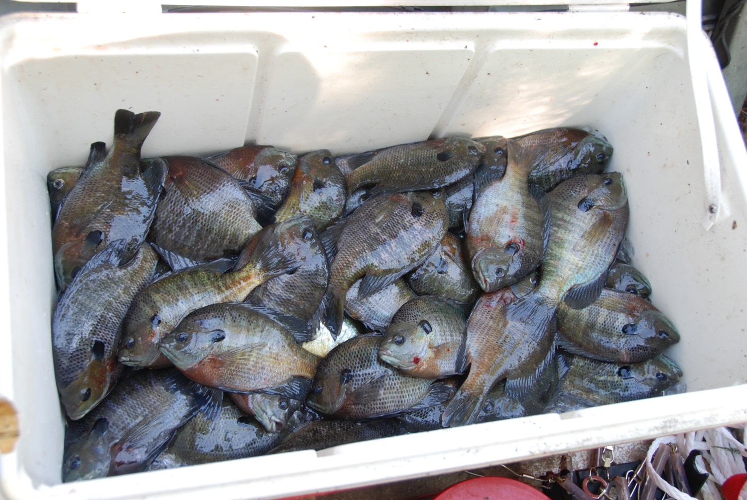 bunch of bream in a cooler
