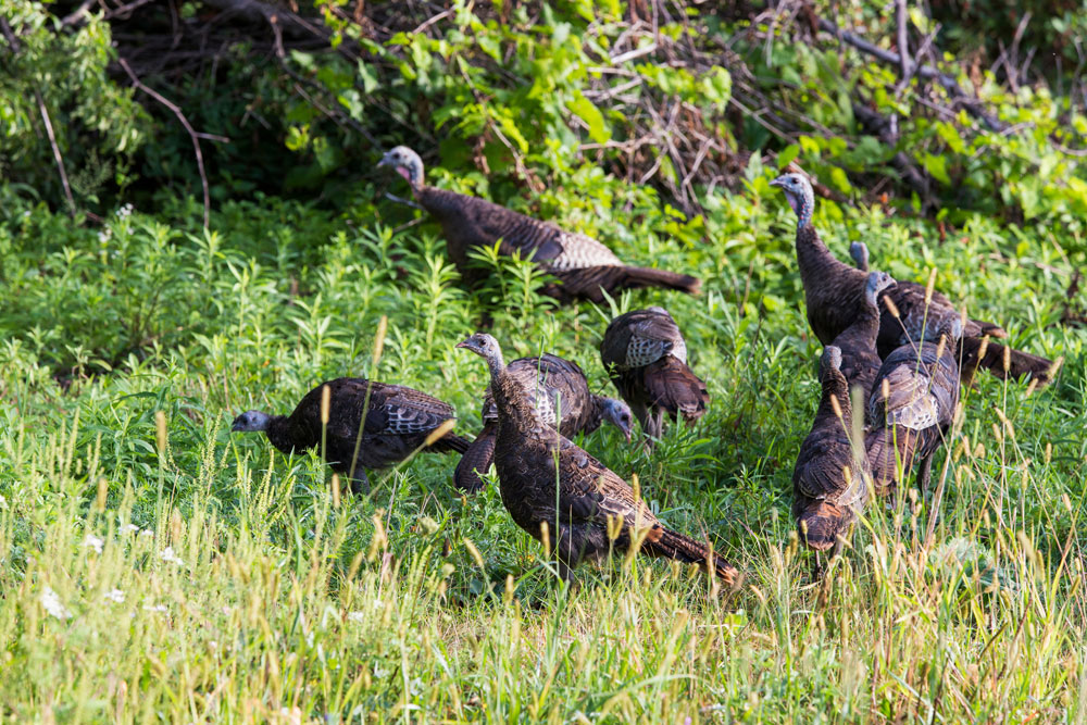 turkeys in brooding cover