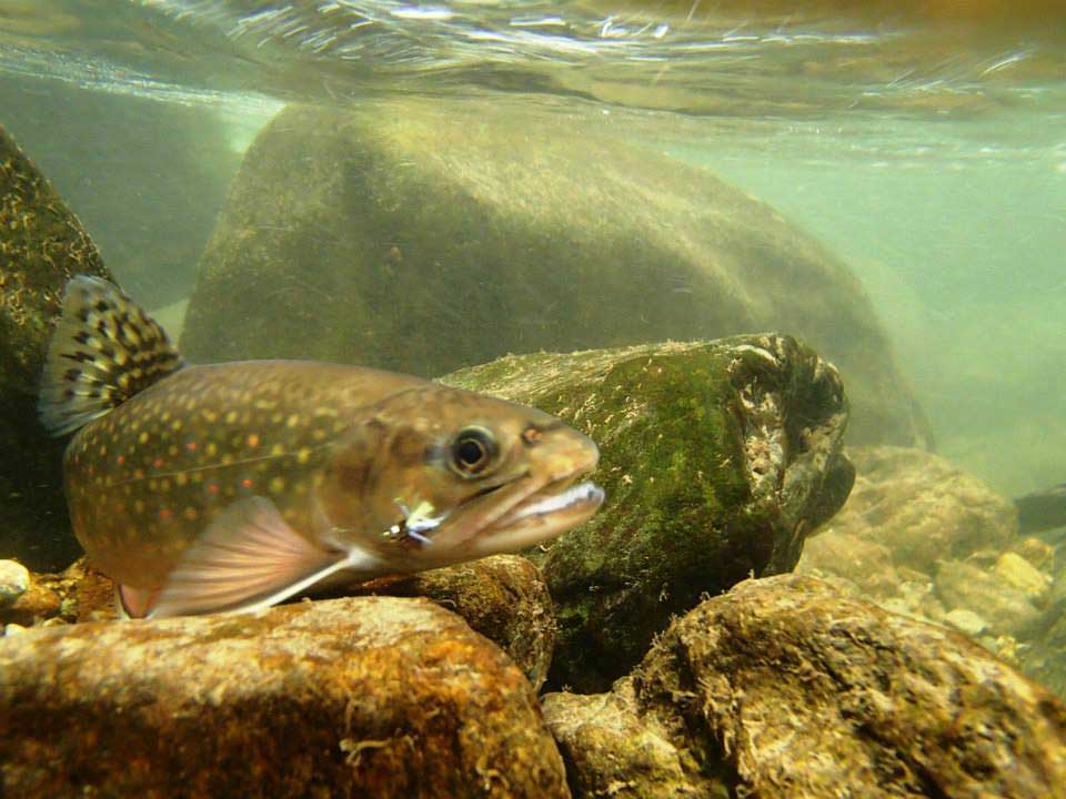 brook trout under water