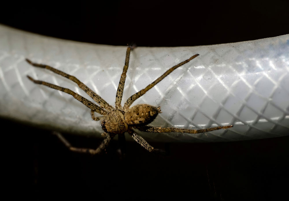 brown recluse spider