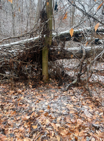 buck bedding area