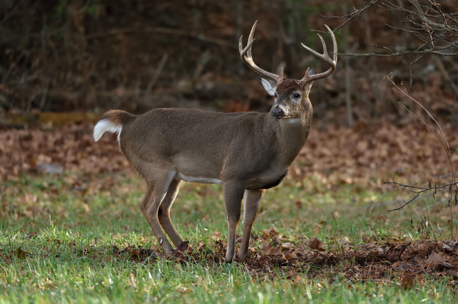 buck scrape