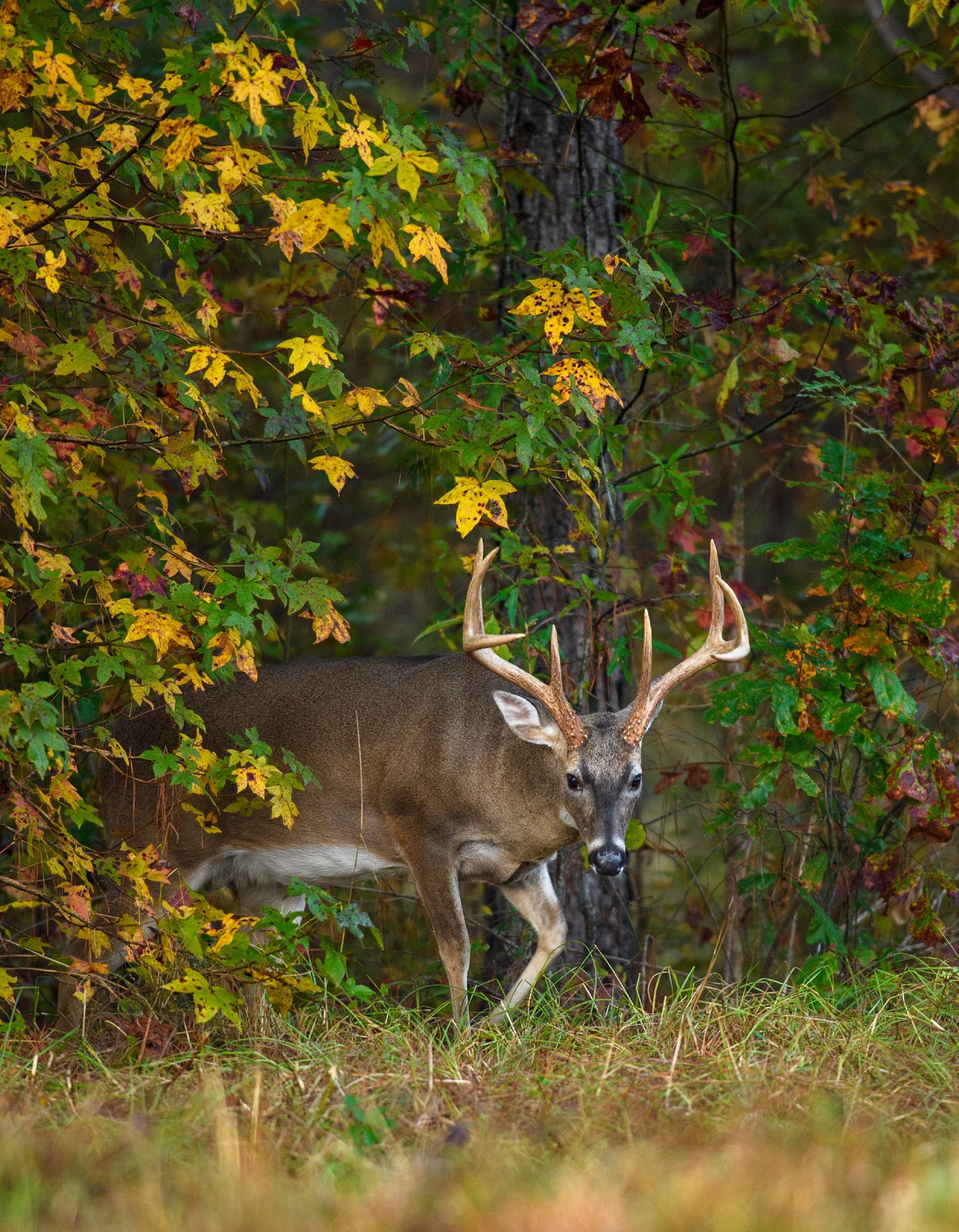 buck walking into food plot
